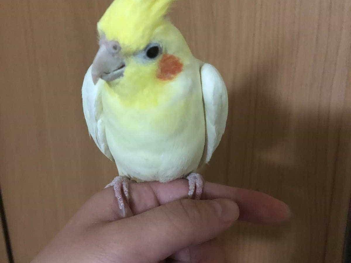 BOSSちゃん BOSSちゃん