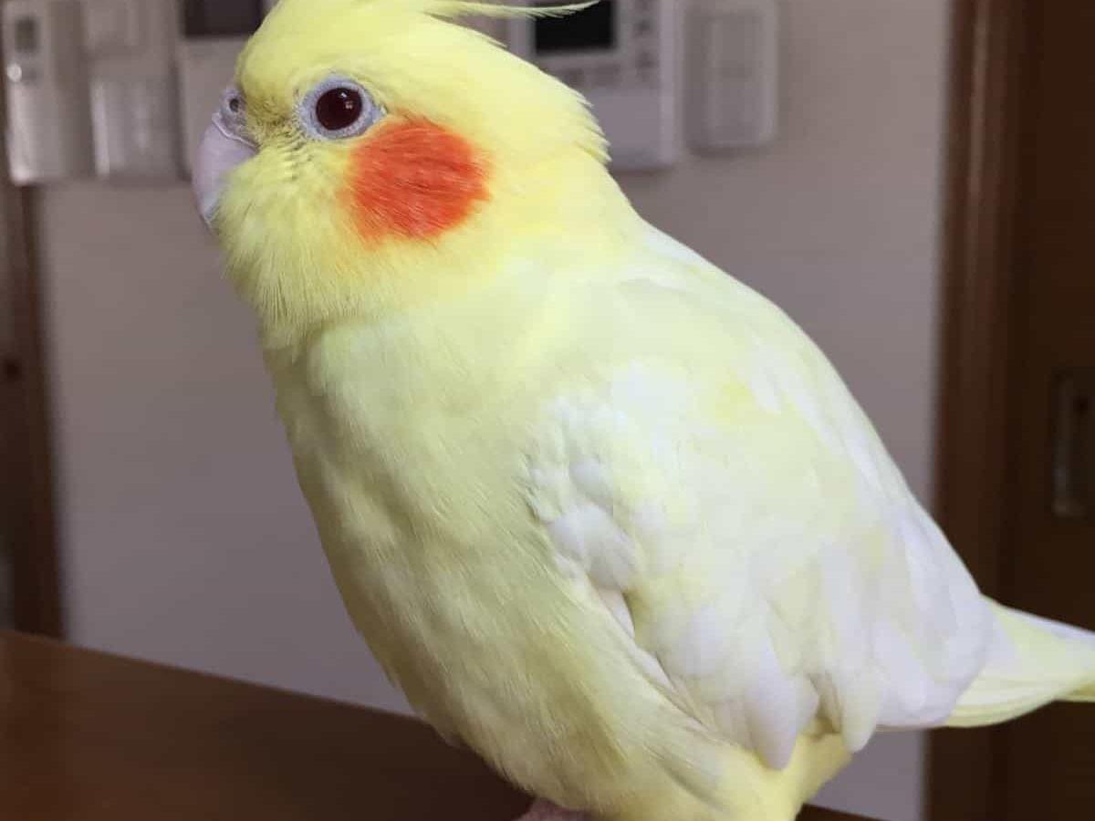 まろにーちゃん まろにーちゃん