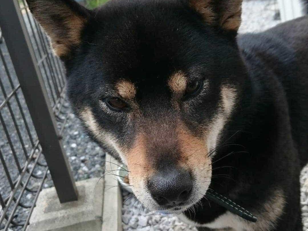 保護された犬 保護された犬