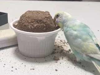 むぎちゃん むぎちゃん