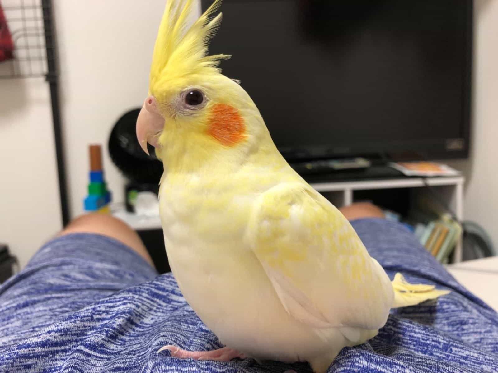 ハルちゃん ハルちゃん