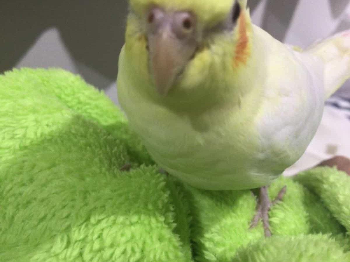 ほっぺちゃん ほっぺちゃん