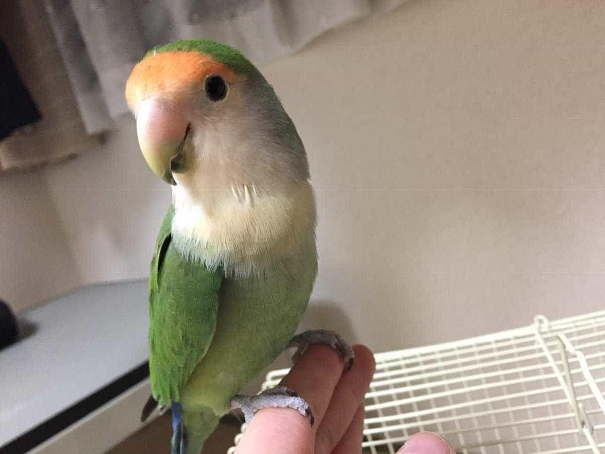 ちーちゃん ちーちゃん
