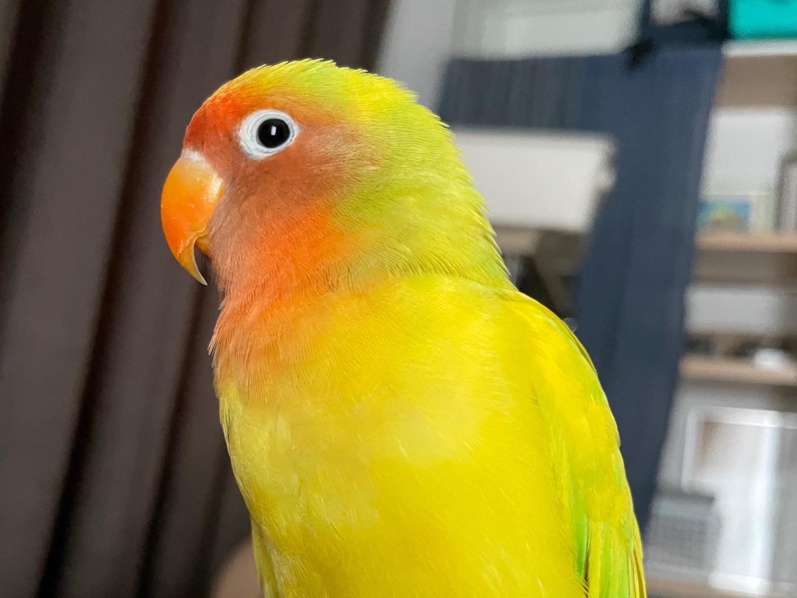 コンちゃん コンちゃん