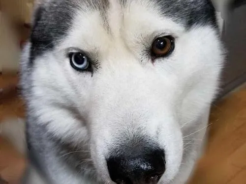 シベリアンハスキーを探しています