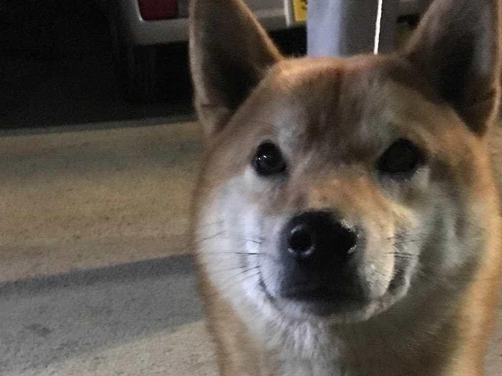 保護された犬 保護された犬