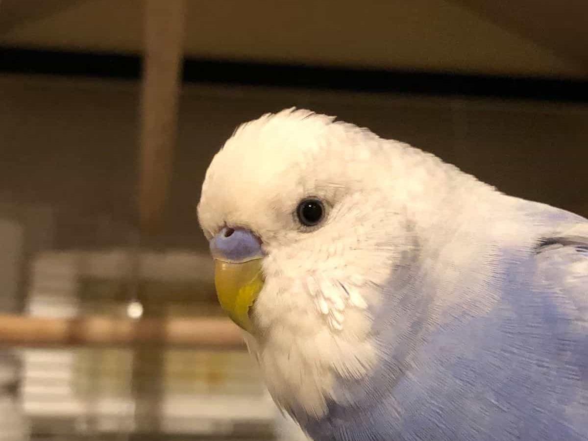 むぎちゃん むぎちゃん