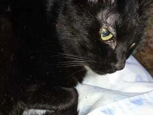 群馬県館林市で迷子になった黒猫を探しています