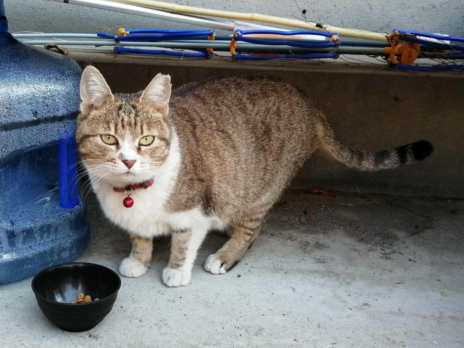 保護された猫 保護された猫