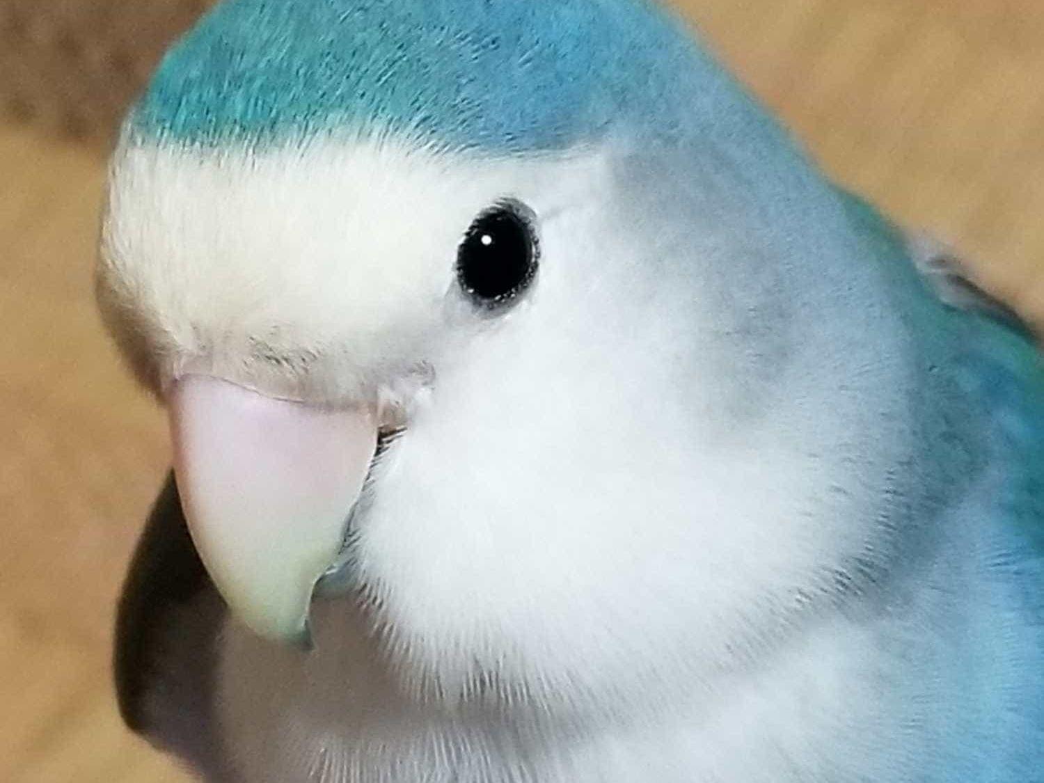 こうちゃん こうちゃん