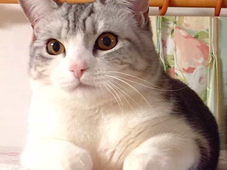 ミントちゃん ミントちゃん