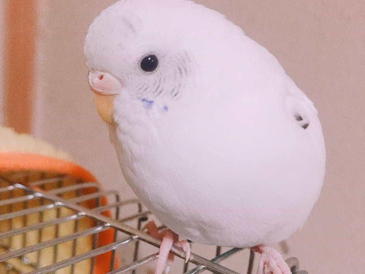 クモちゃん クモちゃん