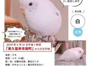 東京都東久留米市で白いセキセイインコが迷子になりました