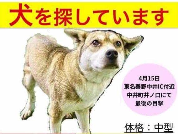 わんこちゃん わんこちゃん