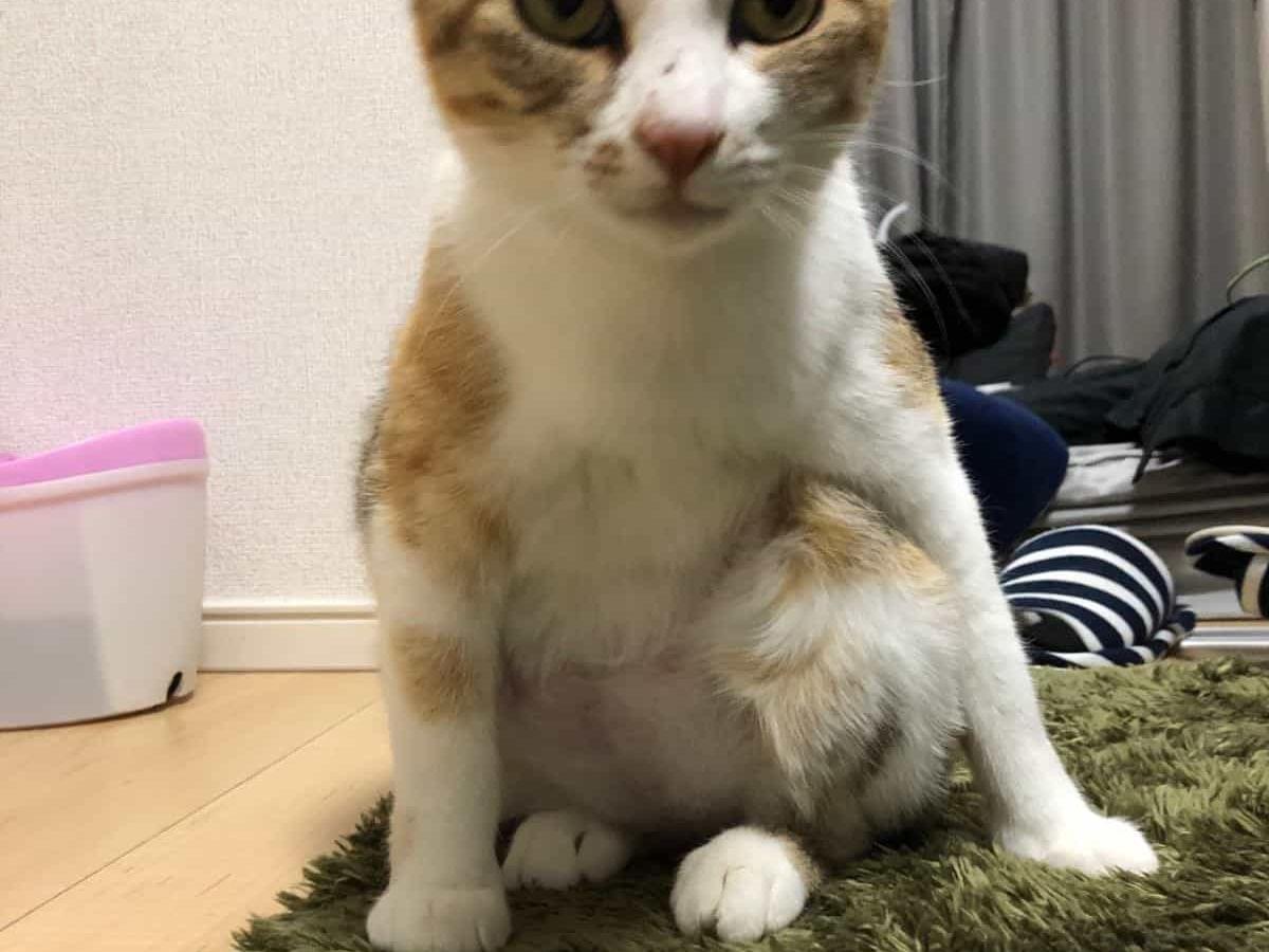 エマちゃん エマちゃん