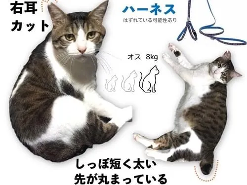 右耳に桜カット 尻尾が短く太めで先が丸まってる猫を探してます