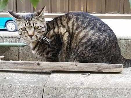 レオちゃん レオちゃん