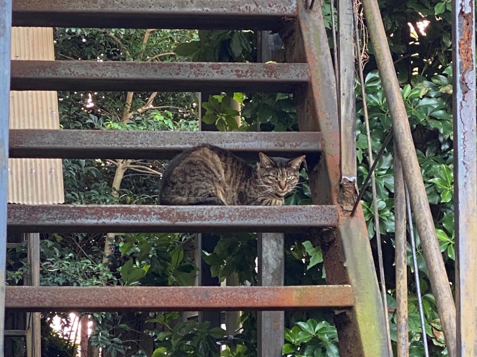 目撃された猫 目撃された猫