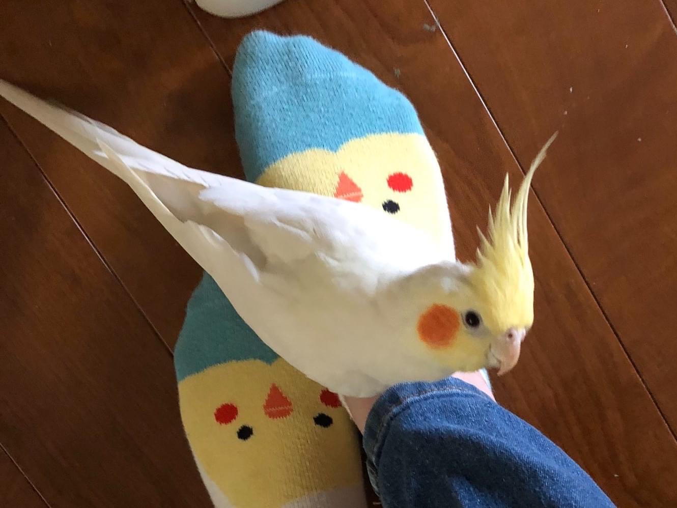 パピちゃん パピちゃん