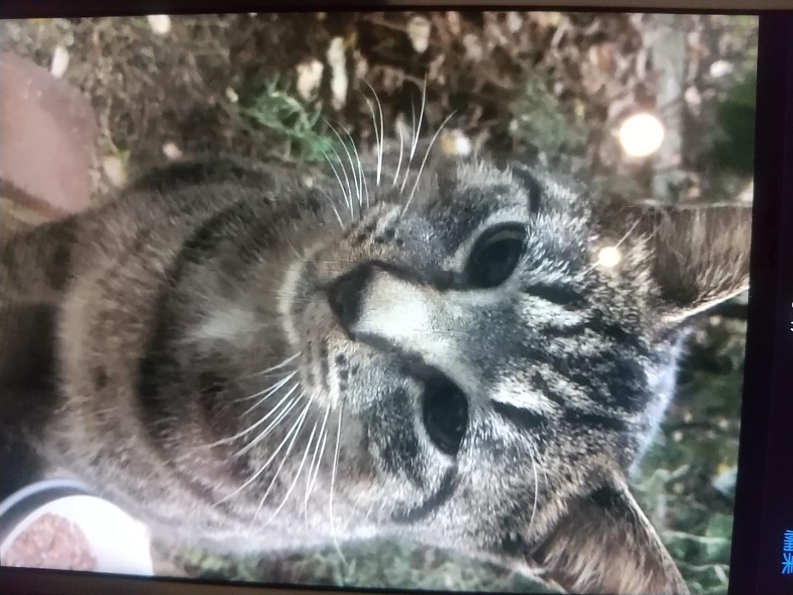 目撃された猫 目撃された猫