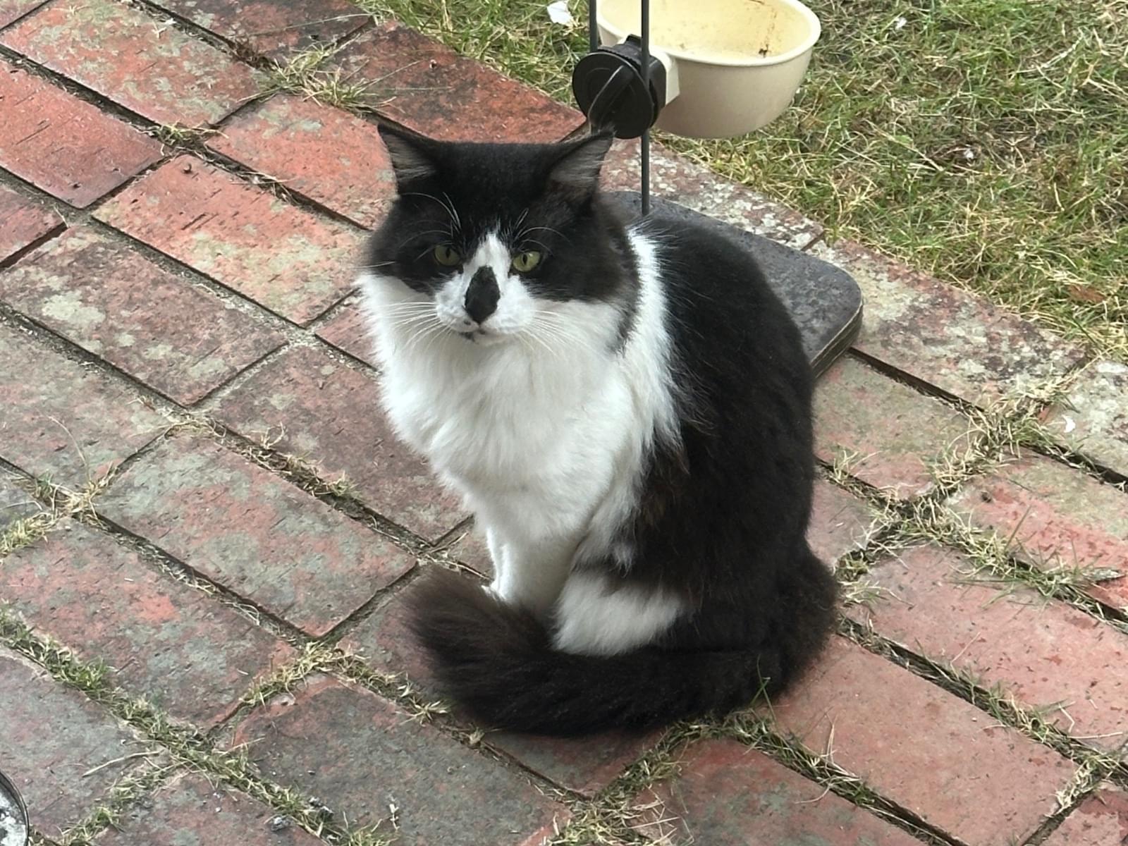 目撃された猫 目撃された猫