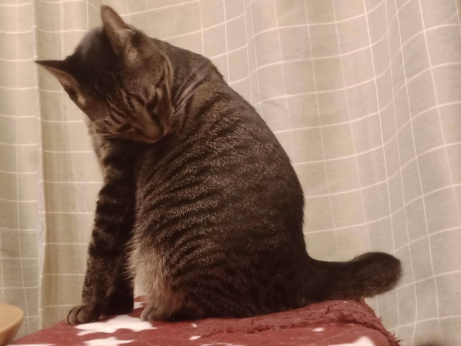 こごろうちゃん こごろうちゃん