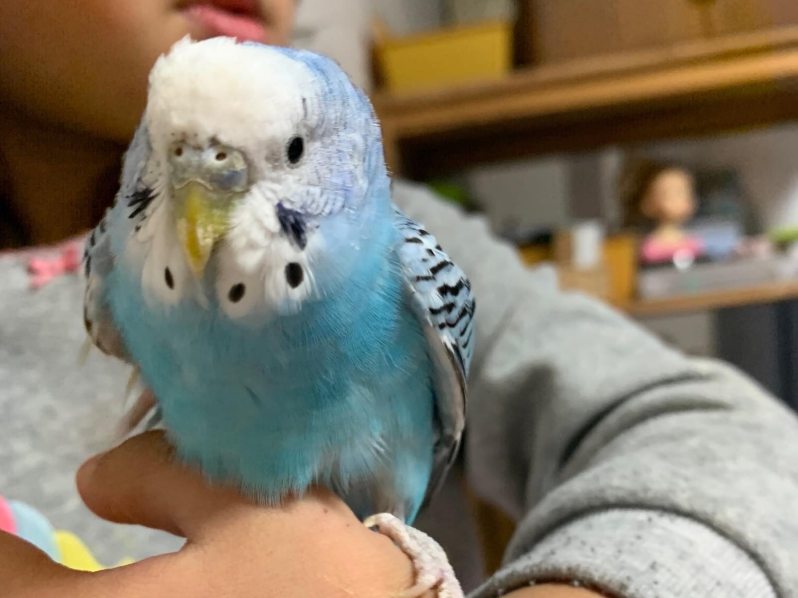 セキセイインコちゃん セキセイインコちゃん