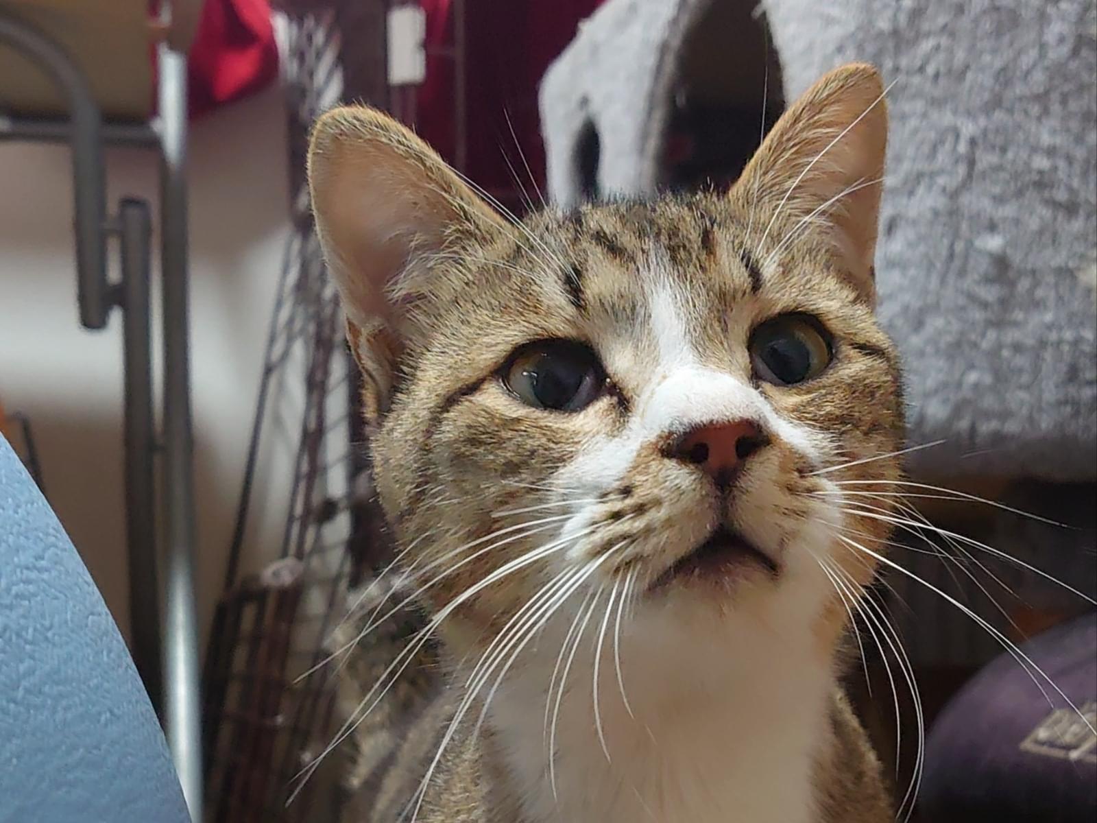 保護された猫 保護された猫