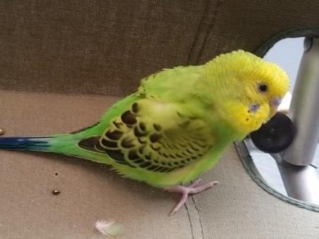 ちぴちゃん ちぴちゃん