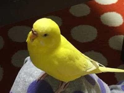 れもんちゃん れもんちゃん