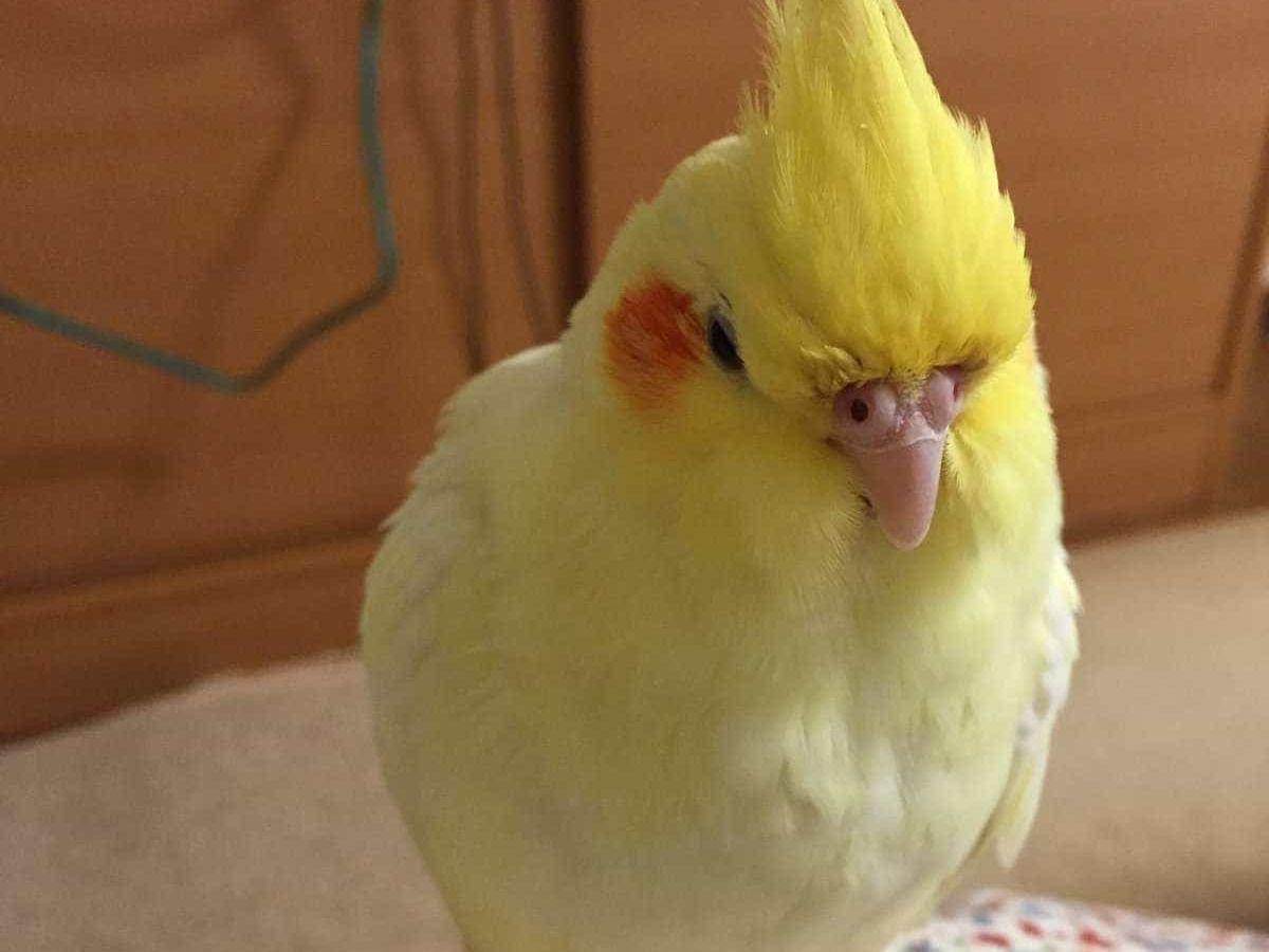 ミモザちゃん ミモザちゃん