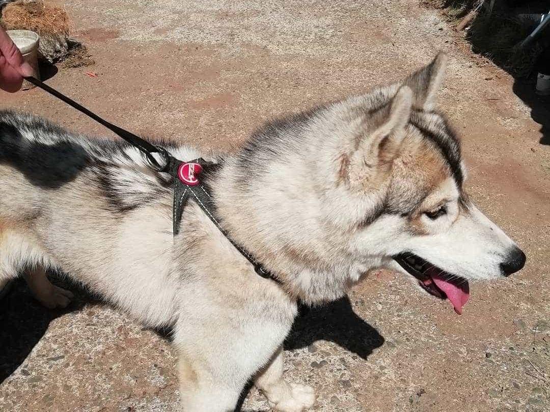 目撃された犬 目撃された犬