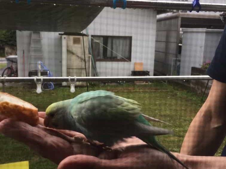 保護された鳥 保護された鳥