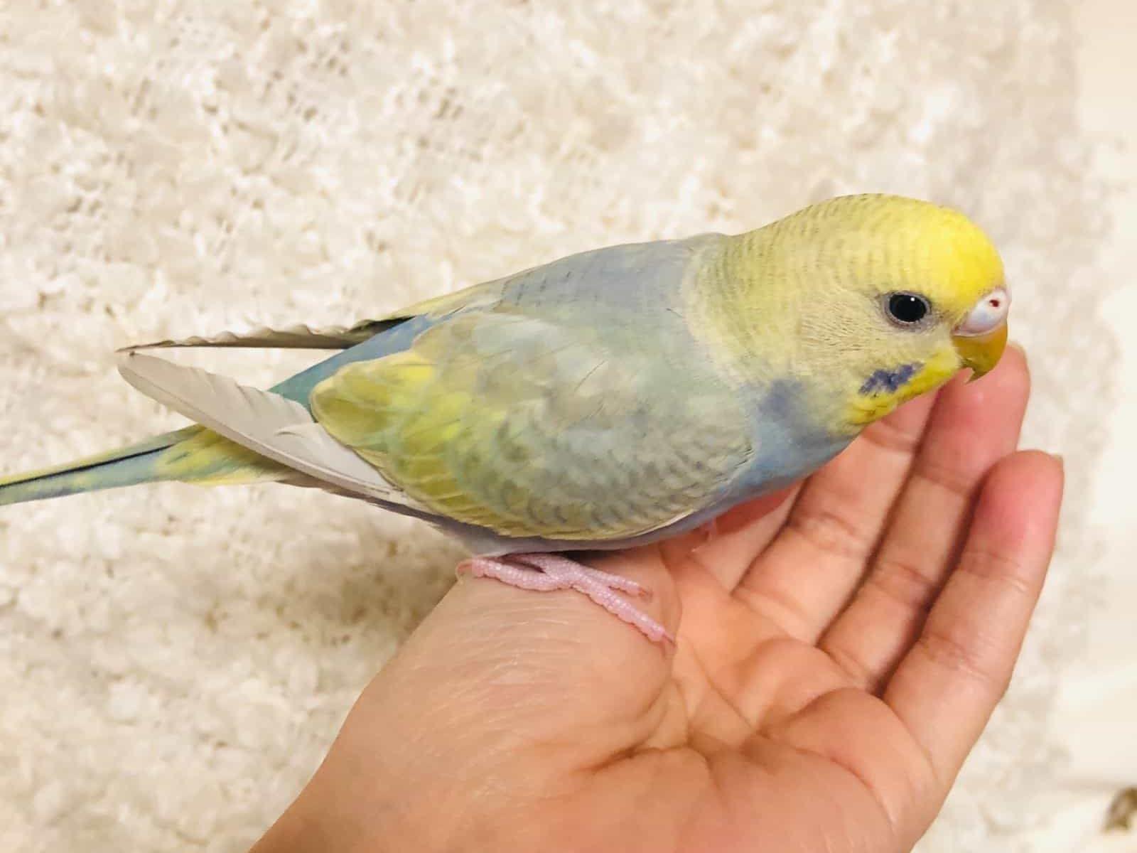 ぴぃちゃん ぴぃちゃん
