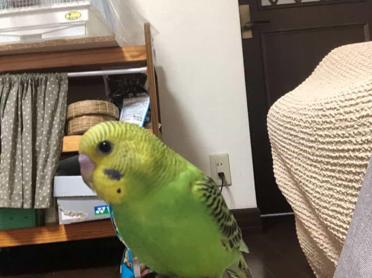 うにちゃん うにちゃん