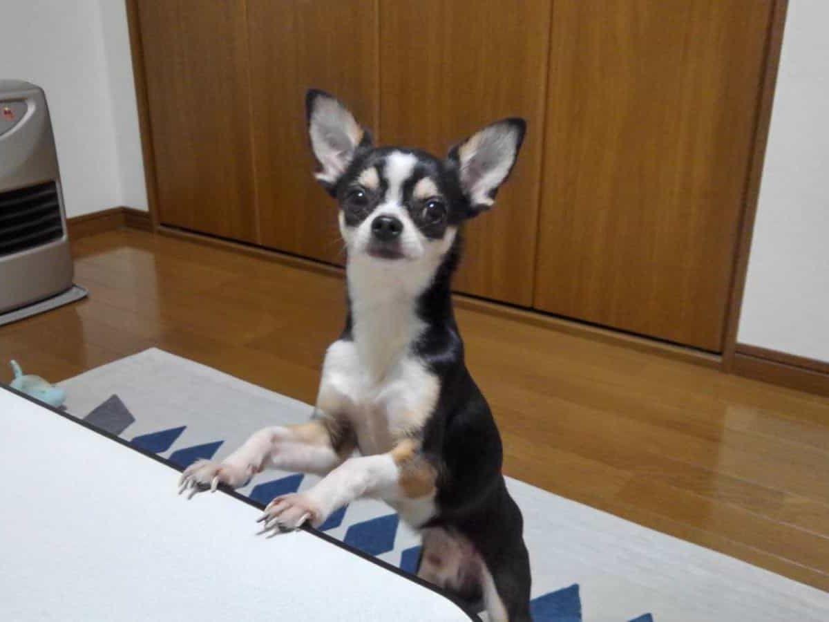 九太郎ちゃん 九太郎ちゃん