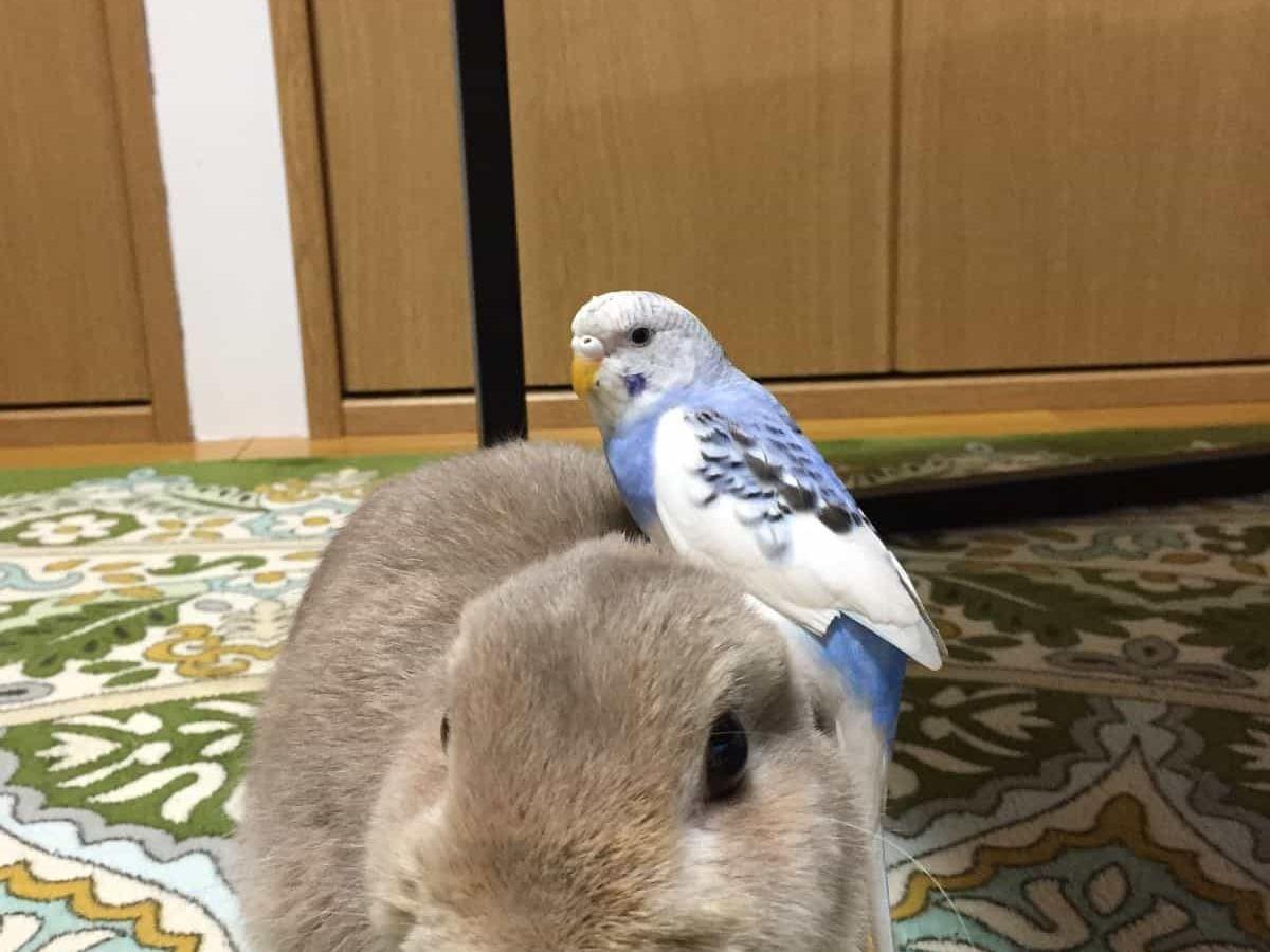 てんちゃん てんちゃん