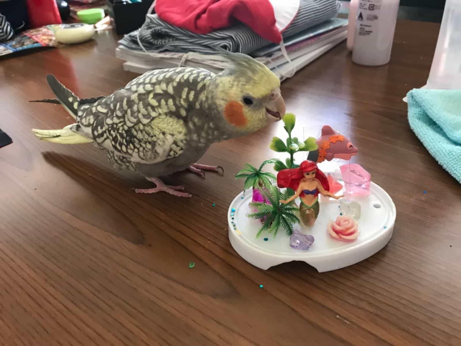 マルちゃん マルちゃん