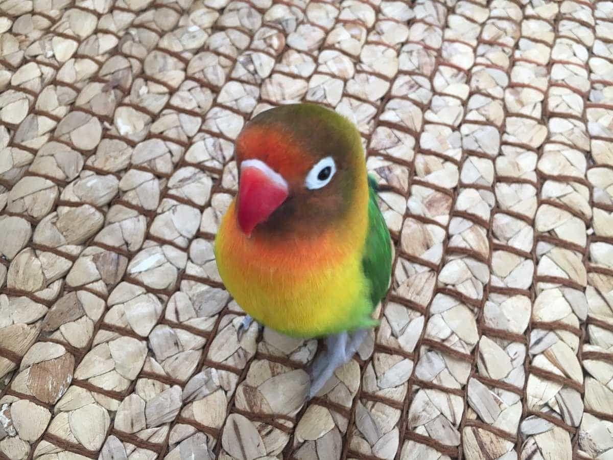 みかんちゃん みかんちゃん