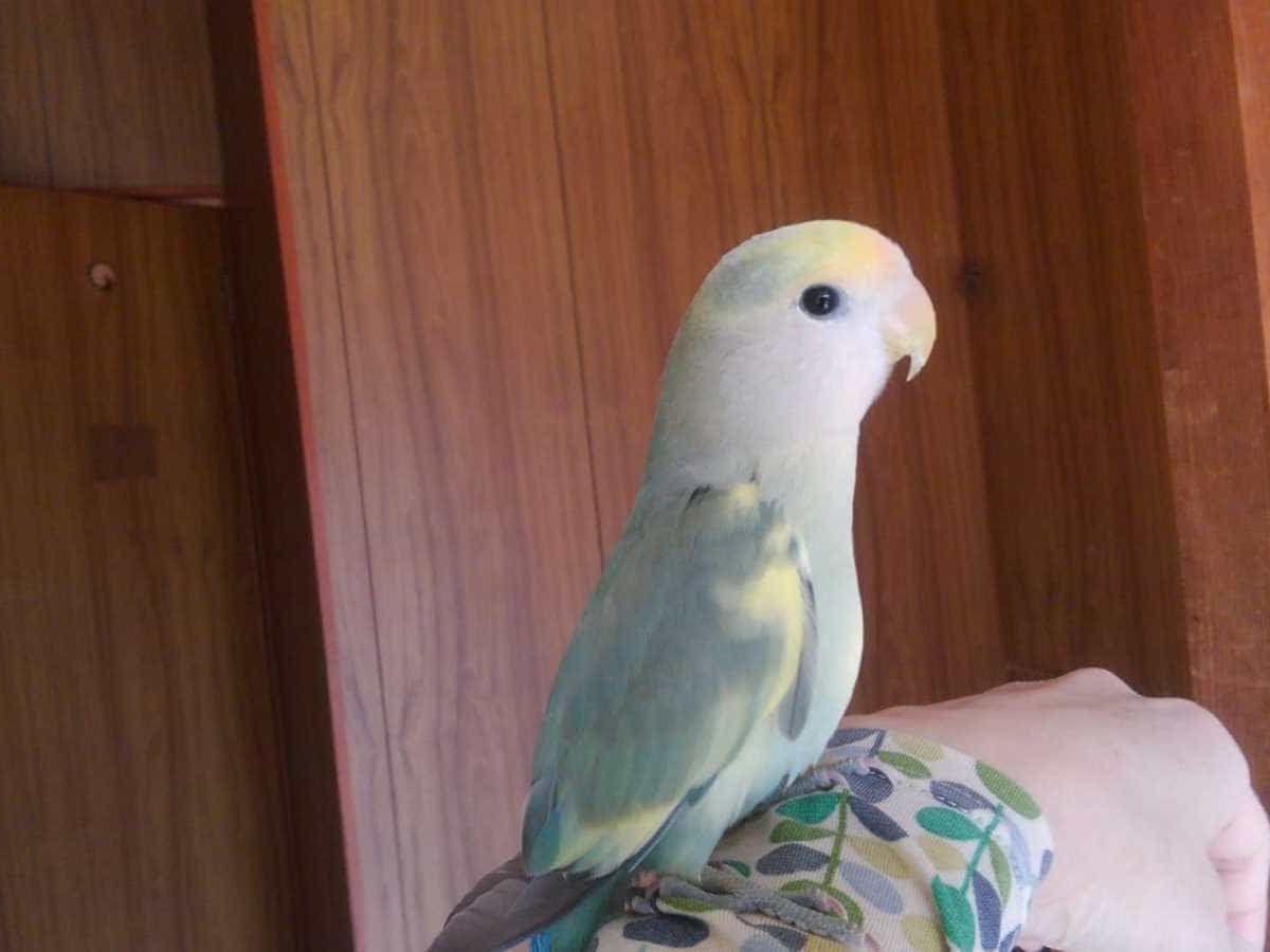 ピーコちゃん ピーコちゃん