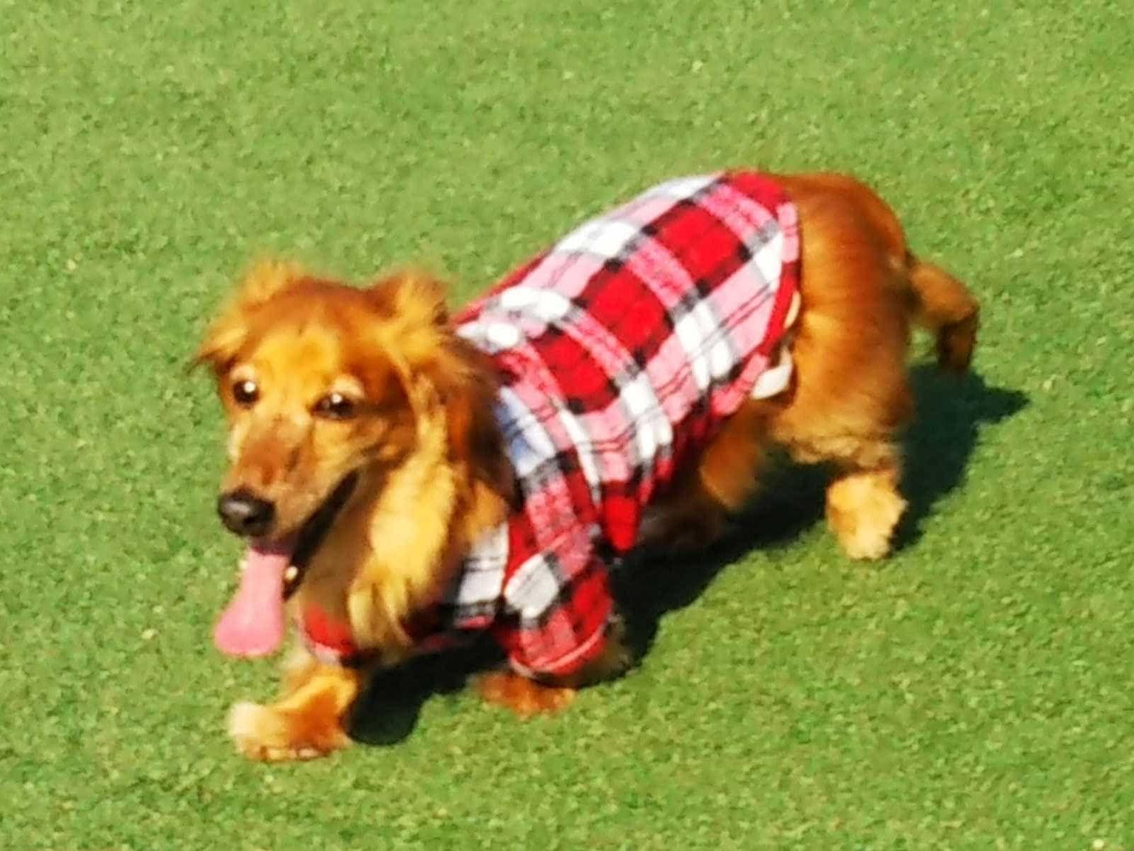 愛之助ちゃん 愛之助ちゃん