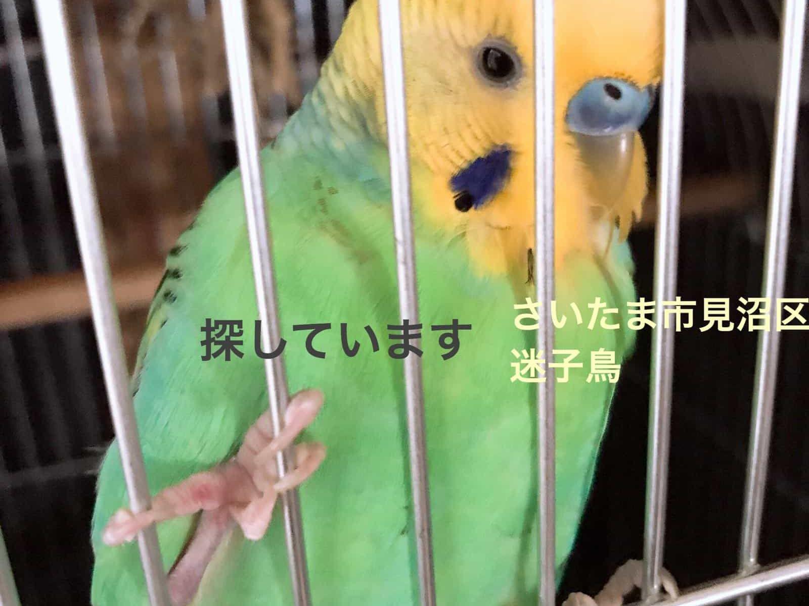キジトラちゃん キジトラちゃん