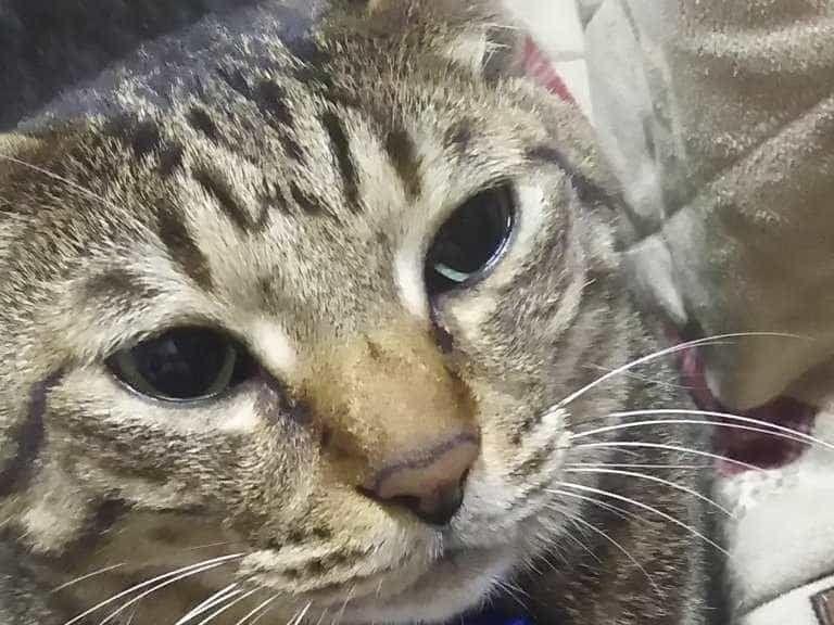 ぐぅちゃん ぐぅちゃん