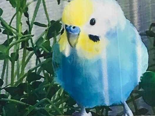 ミントちゃん ミントちゃん