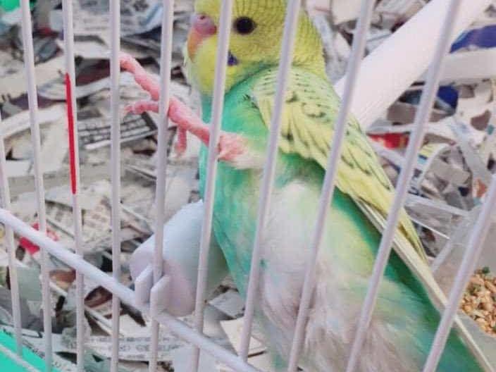 ららちゃん ららちゃん