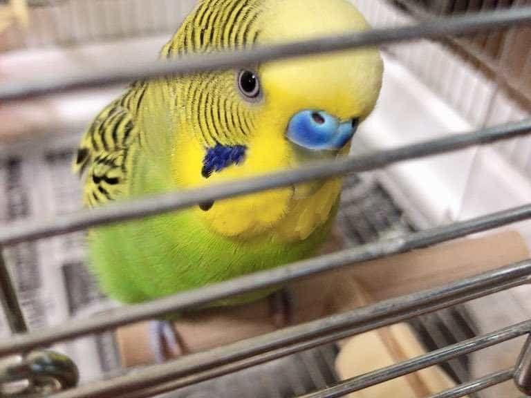 やよいちゃん やよいちゃん