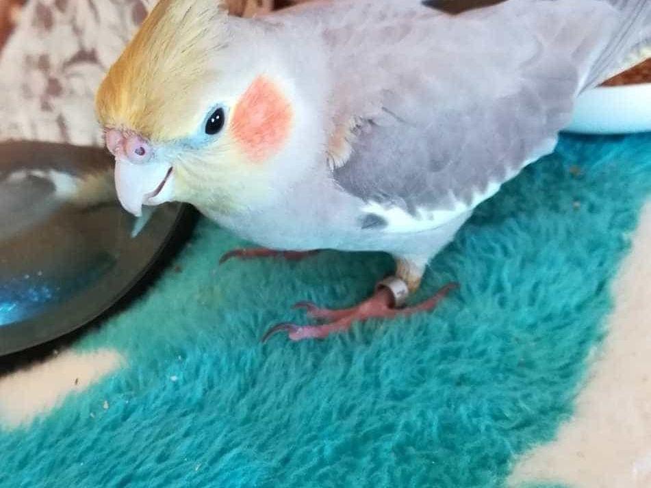 しなもんちゃん しなもんちゃん