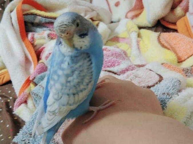 アズルちゃん アズルちゃん