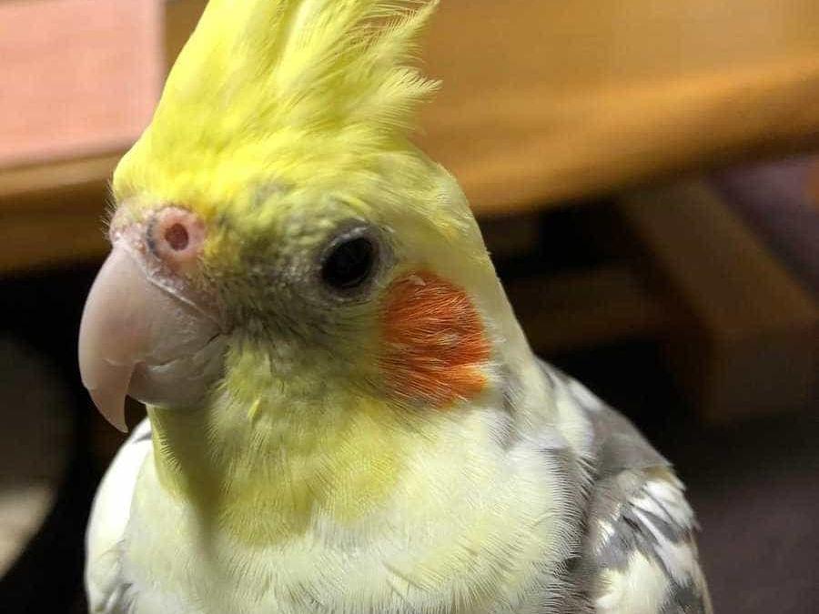 オカメインコちゃん オカメインコちゃん