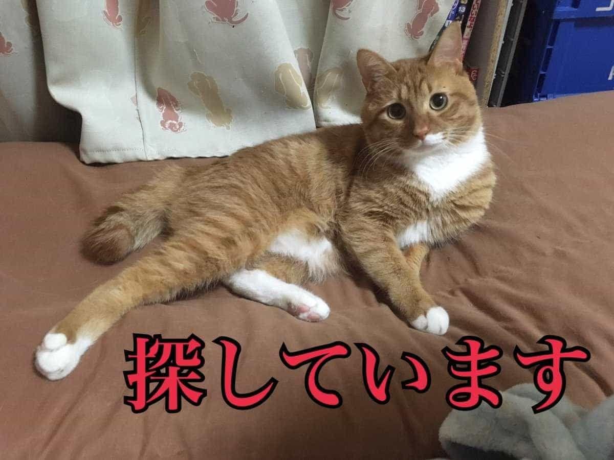 レオちゃん レオちゃん